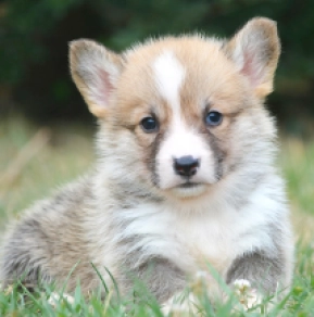 Welsh Corgi Welpe kaufen