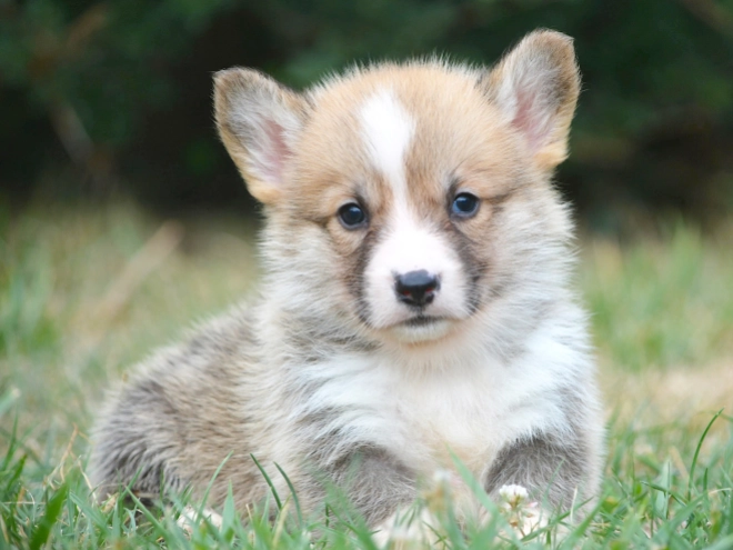 Welsh Corgi Welpe kaufen