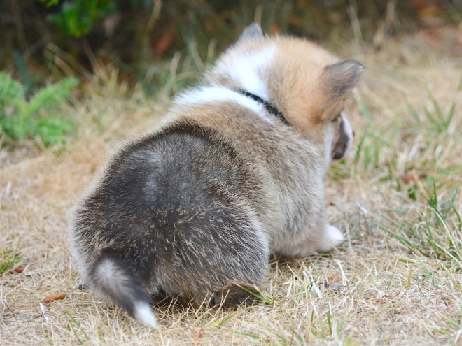 Welsh Corgi Welpe kaufen