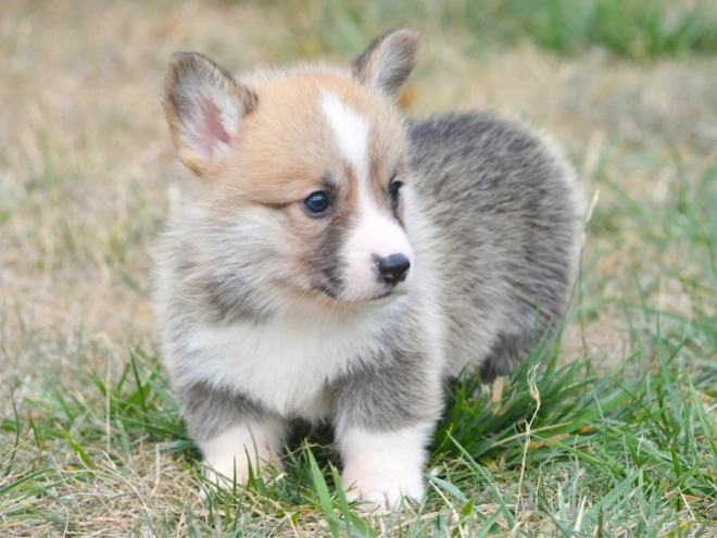 Welsh Corgi Welpe kaufen