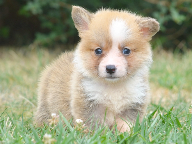 Welsh Corgi Welpe kaufen