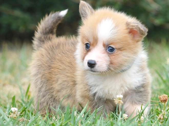 Welsh Corgi Welpe kaufen