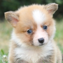 Buckingham, red Welsh Corgi for sale