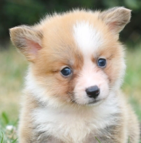 Welsh Corgi Welpe kaufen