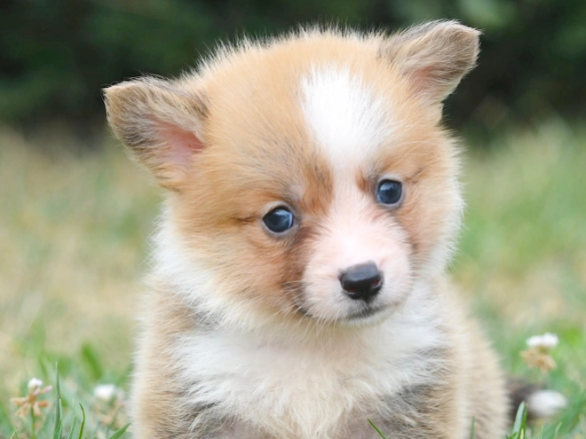 Welsh Corgi Welpe kaufen