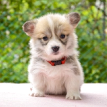 Eira, red and white Welsh Corgi for sale