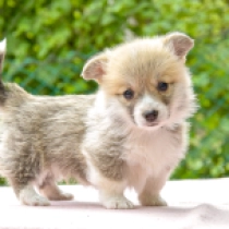 Dex, red and white Welsh Corgi for sale