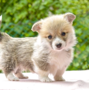 Welsh Corgi puppy for sale