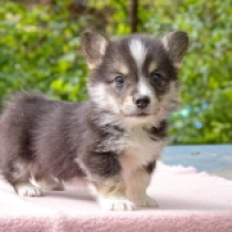 Jax, tricolor Welsh Corgi for sale