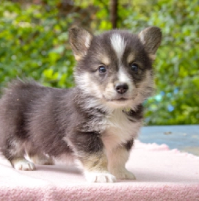Welsh Corgi puppy for sale