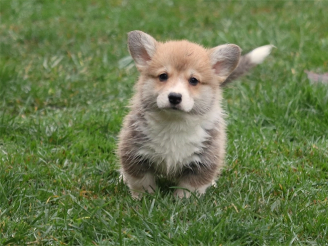 Perros Welsh Corgi en venta