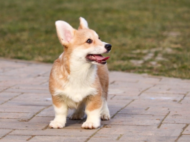 Perros Welsh Corgi en venta