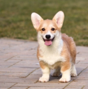 Welsh Corgi puppy for sale