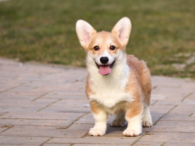 Perros Welsh Corgi en venta