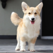 Harold – pembroke, red Welsh Corgi for sale