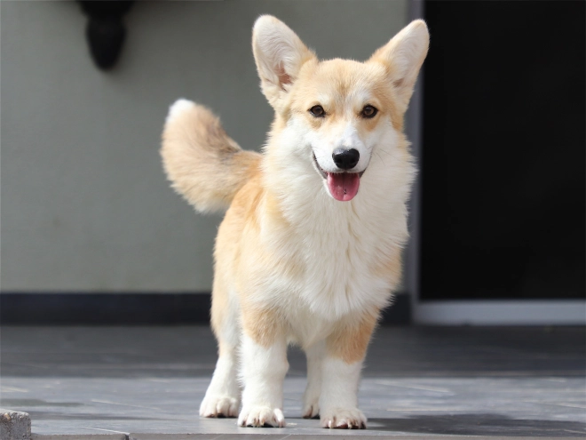 Welsh Corgi Welpe kaufen