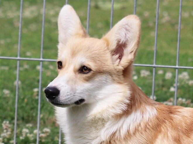 Welsh Corgi Welpe kaufen