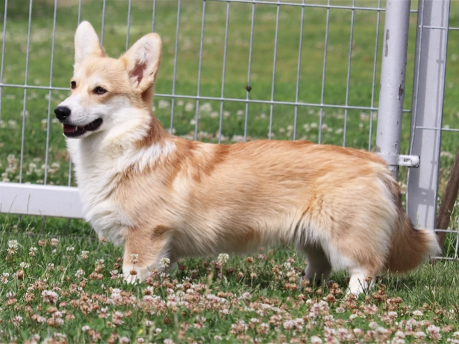 Welsh Corgi Welpe kaufen
