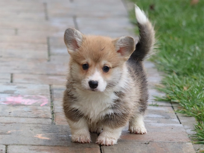 Perros Welsh Corgi en venta