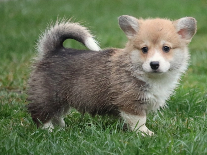 Perros Welsh Corgi en venta