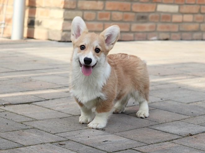 Perros Welsh Corgi en venta