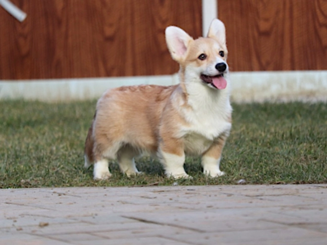 Perros Welsh Corgi en venta