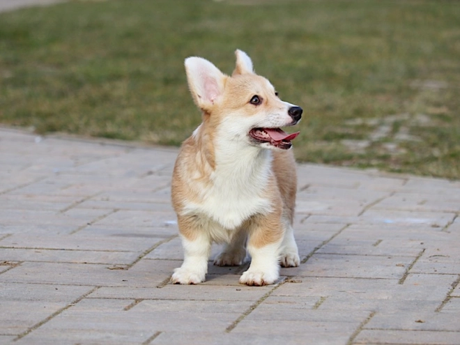 Perros Welsh Corgi en venta