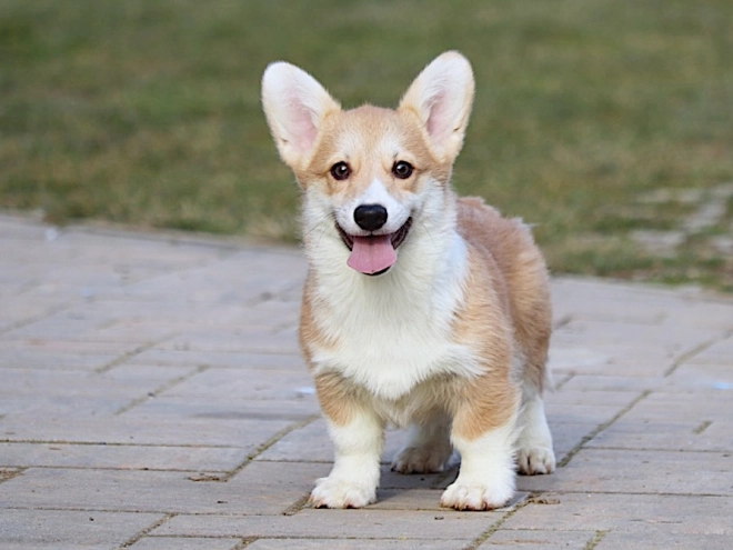 Perros Welsh Corgi en venta