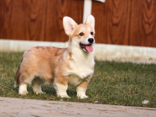 Perros Welsh Corgi en venta