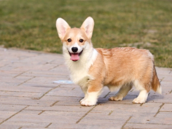 Perros Welsh Corgi en venta