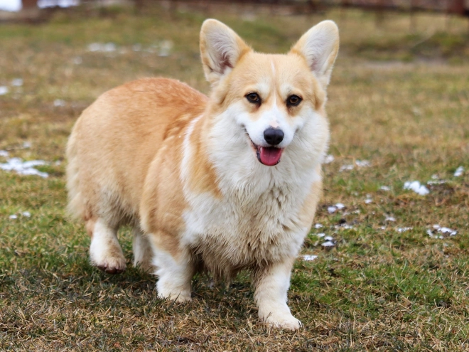 Perros Welsh Corgi en venta