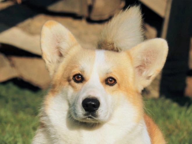 Perros Welsh Corgi en venta