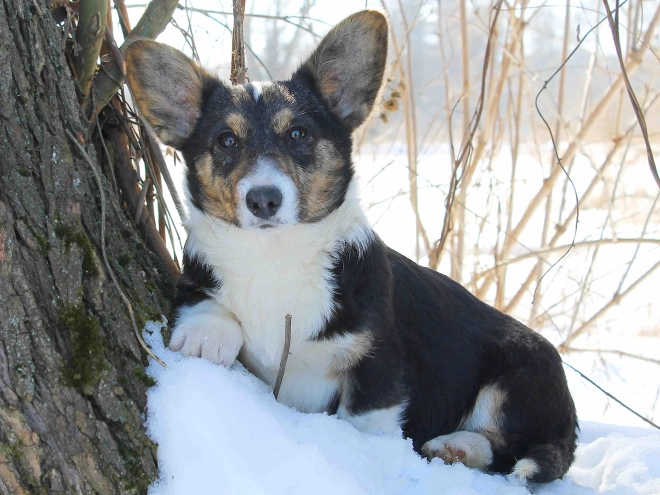 Perros Welsh Corgi en venta