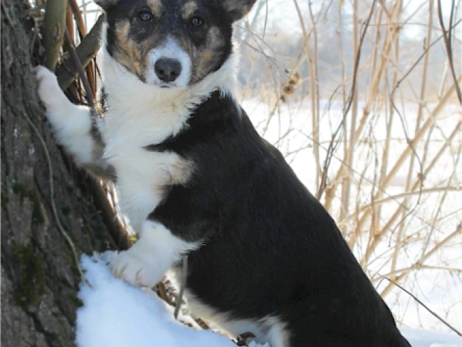 Perros Welsh Corgi en venta