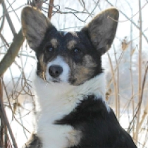 Yupi, tricolor Welsh Corgi for sale