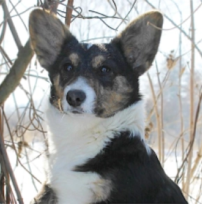 Welsh Corgi puppy for sale