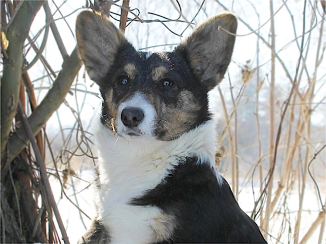 Perros Welsh Corgi en venta