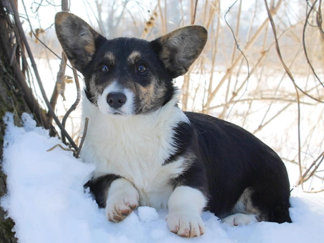 Perros Welsh Corgi en venta