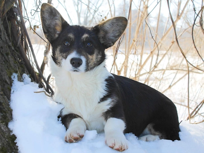 Perros Welsh Corgi en venta