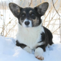 Happy, tricolor Welsh Corgi for sale