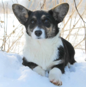 Welsh Corgi puppy for sale
