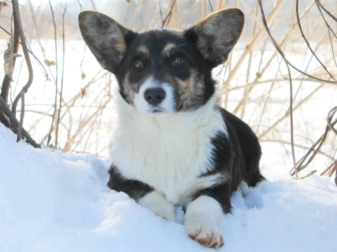 Perros Welsh Corgi en venta