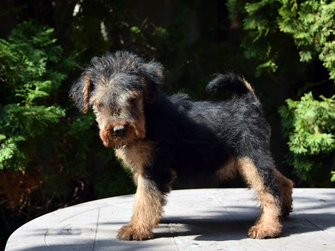 Welsh Terrier Welpe kaufen