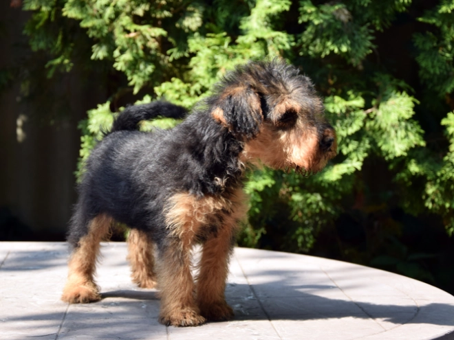 Welsh Terrier Welpe kaufen