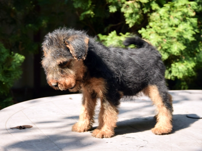 Welsh Terrier Welpe kaufen