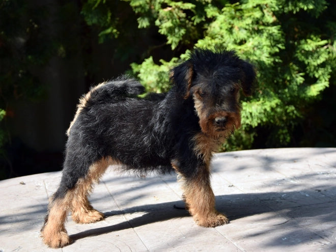 Welsh Terrier Welpe kaufen