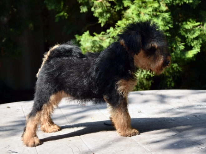 Welsh Terrier Welpe kaufen