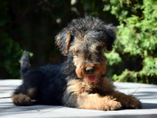 Welsh Terrier Welpe kaufen