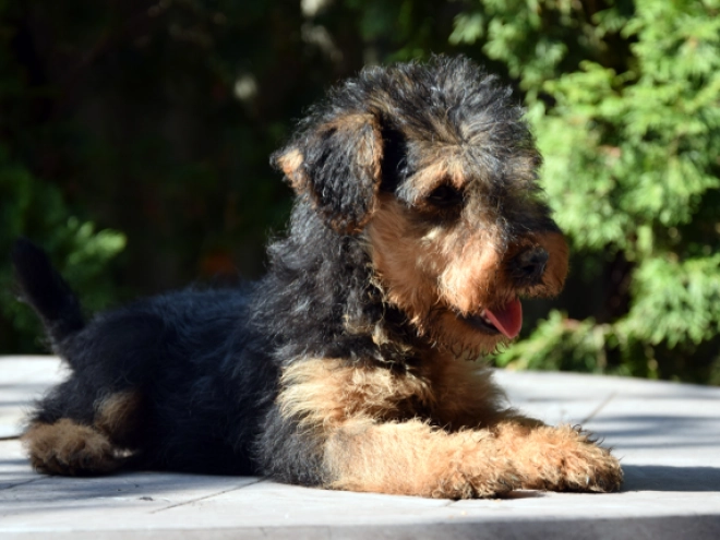 Welsh Terrier Welpe kaufen