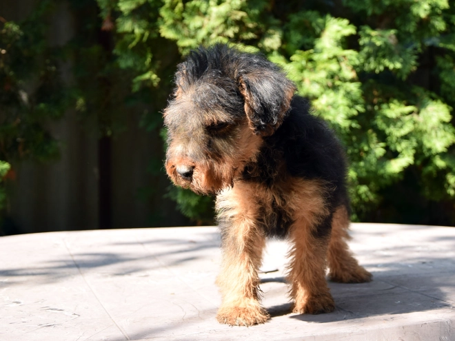 Welsh Terrier Welpe kaufen